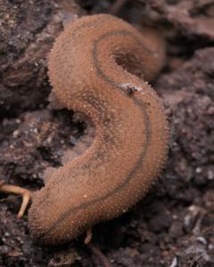 Peripatopsis orientalis