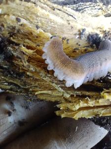 Peripatopsis polychroma