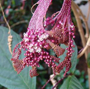 Trichostigma peruvianum