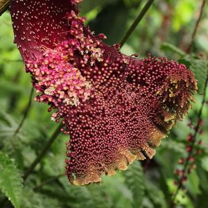Trichostigma peruvianum