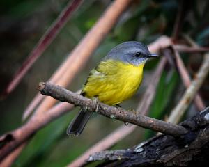 Eopsaltria australis