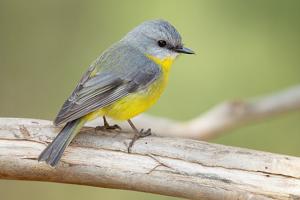 utils/thumbs/Petroicidae/Eopsaltria_oFk843vpEEzGVj6YuN9yfv.jpg