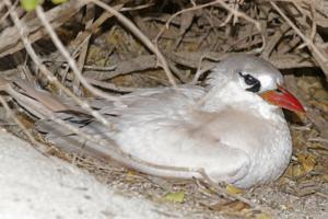 utils/thumbs/Phaethontidae/Phaethon_QCWq4pqybMnJmGZaaSzbeM.jpg