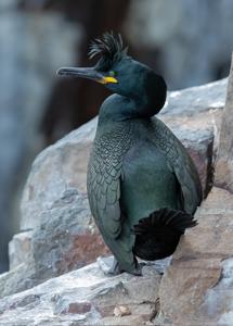 Gulosus aristotelis