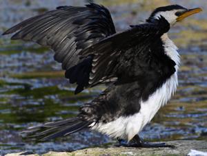 Microcarbo melanoleucos