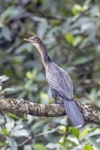 Microcarbo africanus