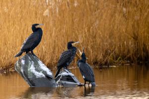 Phalacrocorax carbo