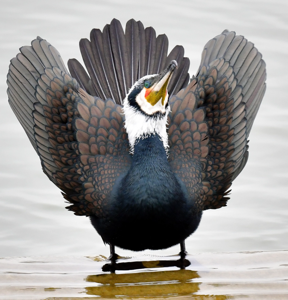Phalacrocorax carbo