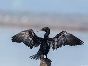 Phalacrocorax fuscicollis