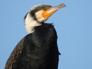 Phalacrocorax carbo