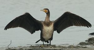 Phalacrocorax carbo
