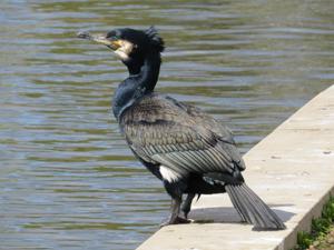 Phalacrocorax carbo