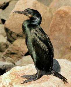 Urile penicillatus