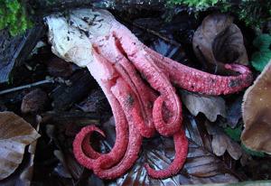 Clathrus archeri