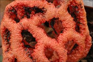 Clathrus ruber
