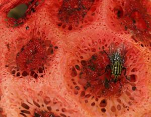 Clathrus crispus