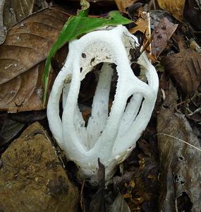 utils/thumbs/Phallaceae/Ligiella_CGr2KqLFJBtEq2nNVHYqdH.jpg