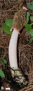 utils/thumbs/Phallaceae/Phallus_3FKmE47WzpVZQpA44pe7CG.jpg