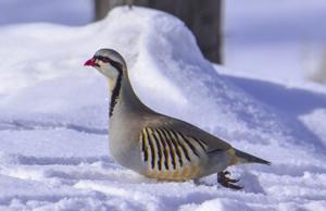 Alectoris chukar