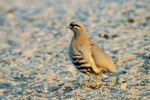 Ammoperdix griseogularis