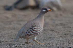 utils/thumbs/Phasianidae/Ammoperdix_gcF4UG4PQbeNVqRvvBA6i6.jpg