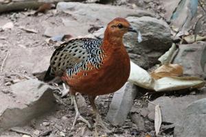Caloperdix oculeus