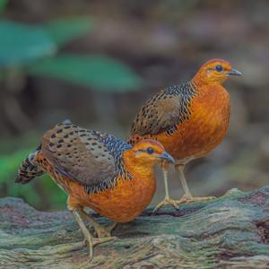 Caloperdix oculeus oculeus