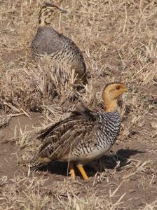 Campocolinus coqui hubbardi
