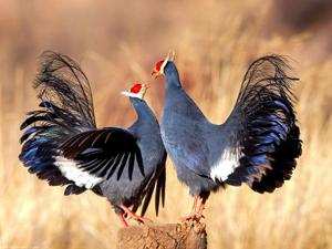 Crossoptilon auritum