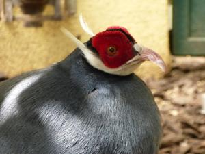 Crossoptilon auritum