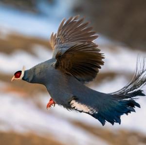 Crossoptilon auritum