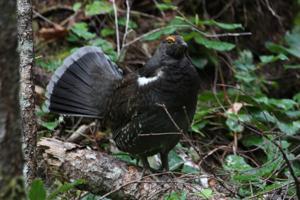 Dendragapus fuliginosus