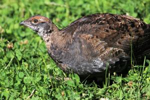 utils/thumbs/Phasianidae/Dendragapus_HB28pkN2cgn69L2f7nvYTk.jpg