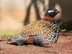 utils/thumbs/Phasianidae/Francolinus_Yma9LKB688K9CDUXTMeMyv.jpg