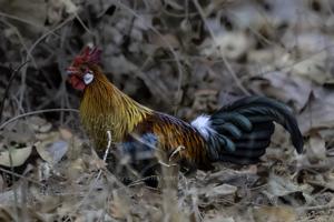 utils/thumbs/Phasianidae/Gallus_CouaZZiogk7ygqjzoNQZgG.jpg