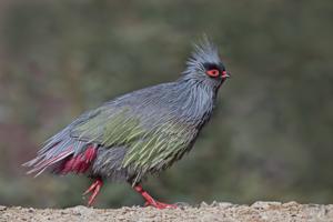 Ithaginis cruentus