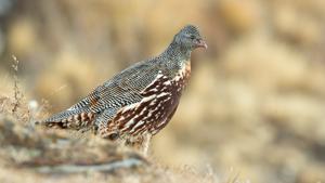 utils/thumbs/Phasianidae/Lerwa_EACMceQ8BFnQsHJG2E5XGN.jpg