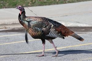 Meleagris gallopavo