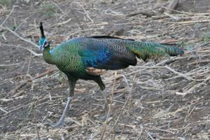 Pavo muticus