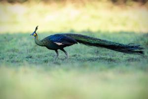 utils/thumbs/Phasianidae/Pavo_TZqcnhxqcpvhEpH2u6rqTD.jpg