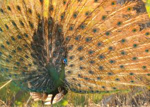 Pavo muticus