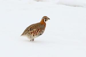utils/thumbs/Phasianidae/Perdix_Vzkb9p8WMb3Gy7UFfb3MBn.jpg