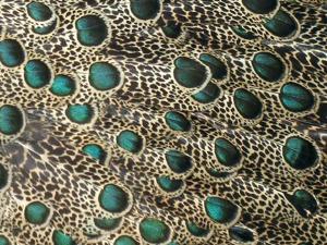 Polyplectron malacense