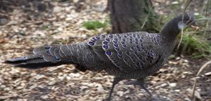 Polyplectron bicalcaratum