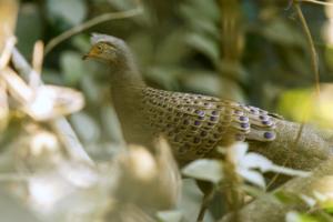 Polyplectron bicalcaratum