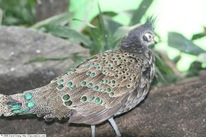 Polyplectron schleiermacheri