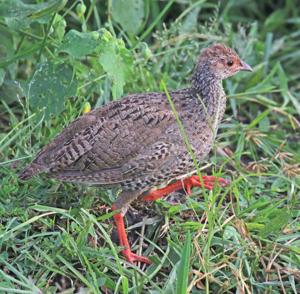 utils/thumbs/Phasianidae/Pternistis_2FgpcJTtvKUYtotqyEsiTb.jpg