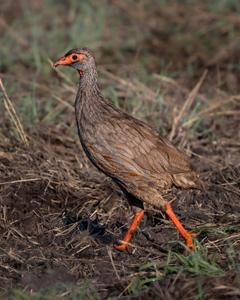 Pternistis afer