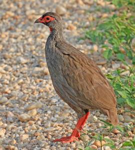 Pternistis afer cranchii 