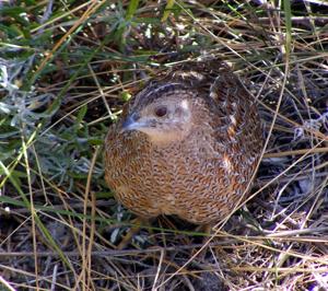 utils/thumbs/Phasianidae/Synoicus_Ad6MYD5XuFrjyYz5ciACRn.jpg